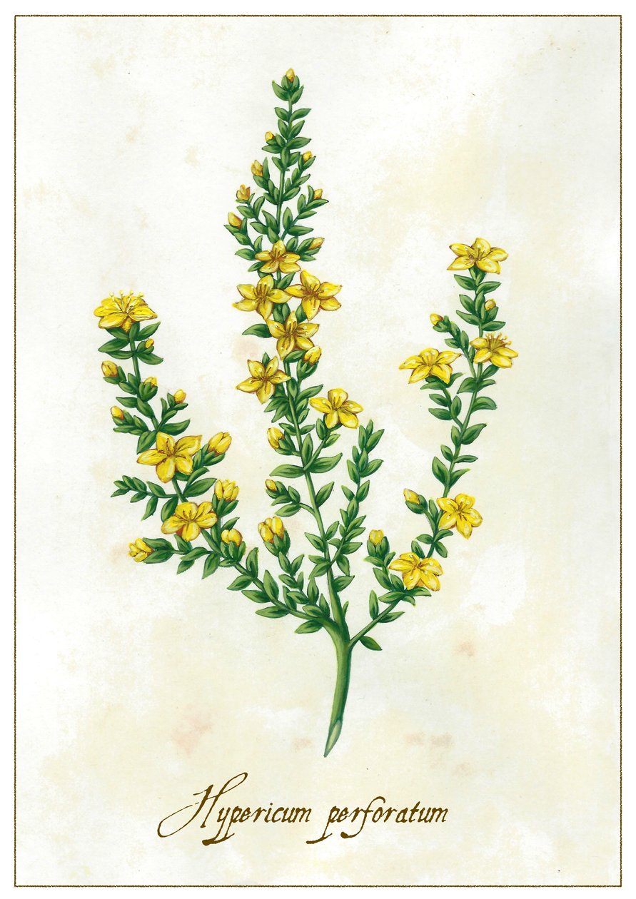 Hypericum perforatum, 2015 (gouache) alkotó: Annalisa Morrocco