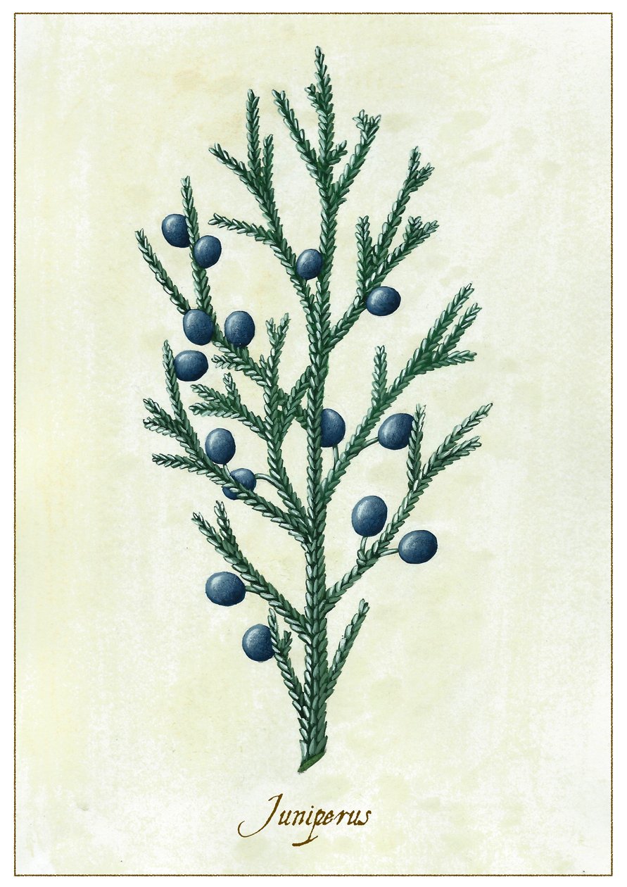 Juniperus, 2015 (gouache) alkotó: Annalisa Morrocco