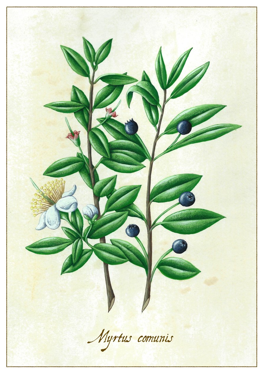 Myrtus communies, 2015 (gouache) alkotó: Annalisa Morrocco