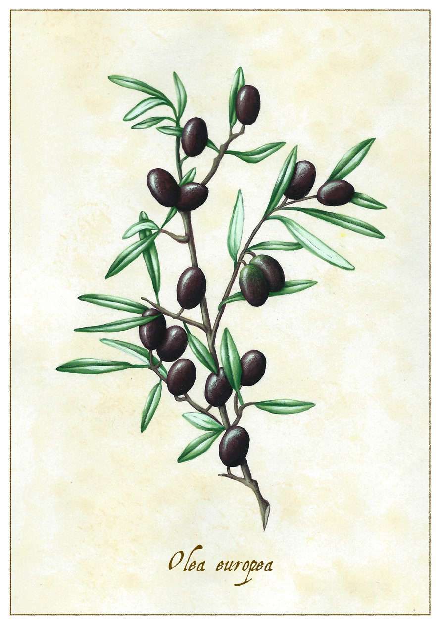 Olea europea, 2015 (gouache) alkotó: Annalisa Morrocco