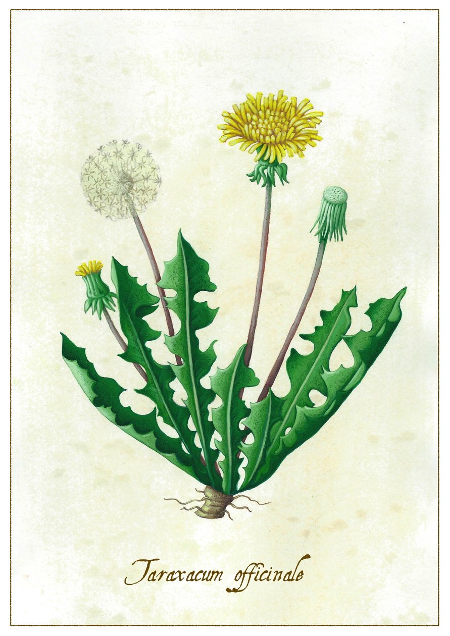 Taraxacum officinale, 2015 (gouache) alkotó: Annalisa Morrocco