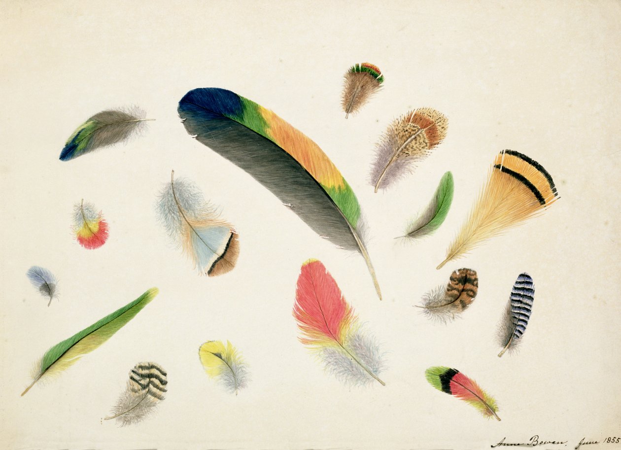 Tanulmányok tollakról, 1855 (wc, papír) alkotó: Anne Bowen