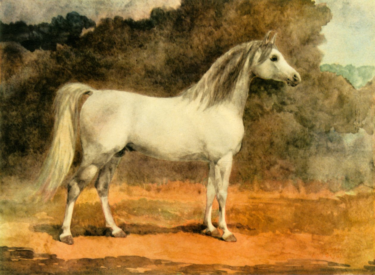 "Egy híres arab mén", 1870-es évek, 1944. alkotó: Anne Blunt