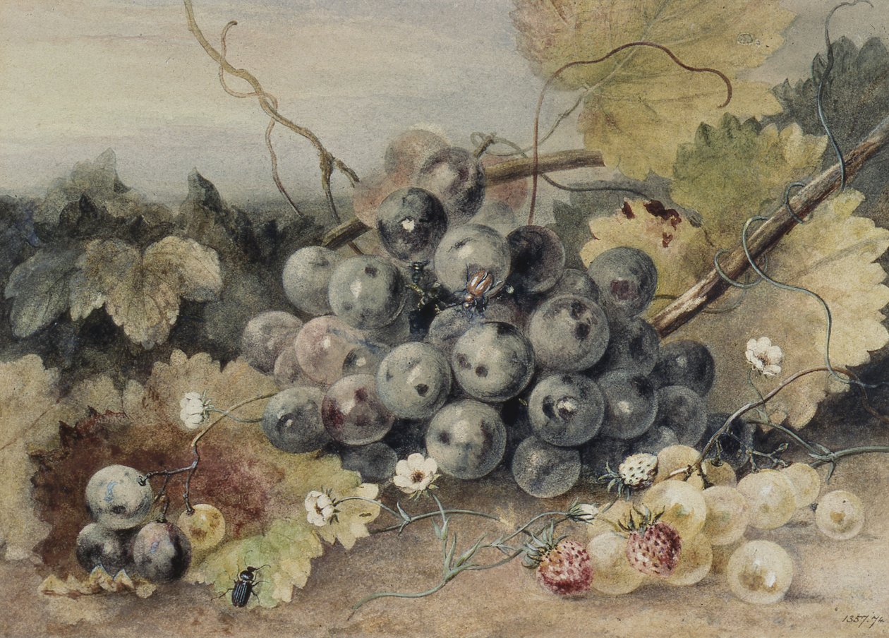 Szőlő és eper alkotó: Anne Frances Byrne