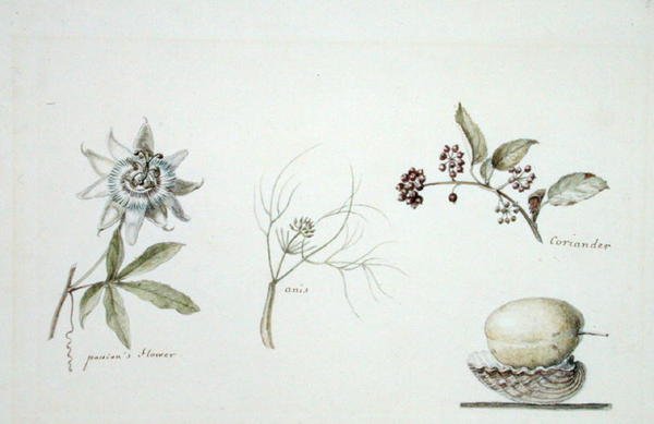 Passióvirág, ánizs és koriander alkotó: Anne Marguerite Hyde de Neuville