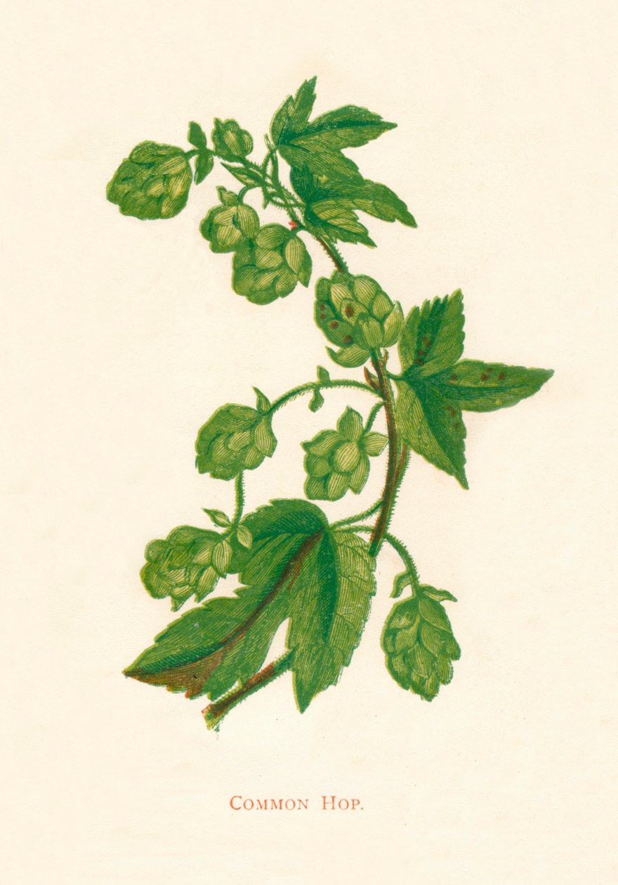 Közönséges komló, c1891, 1891 alkotó: Anne Pratt