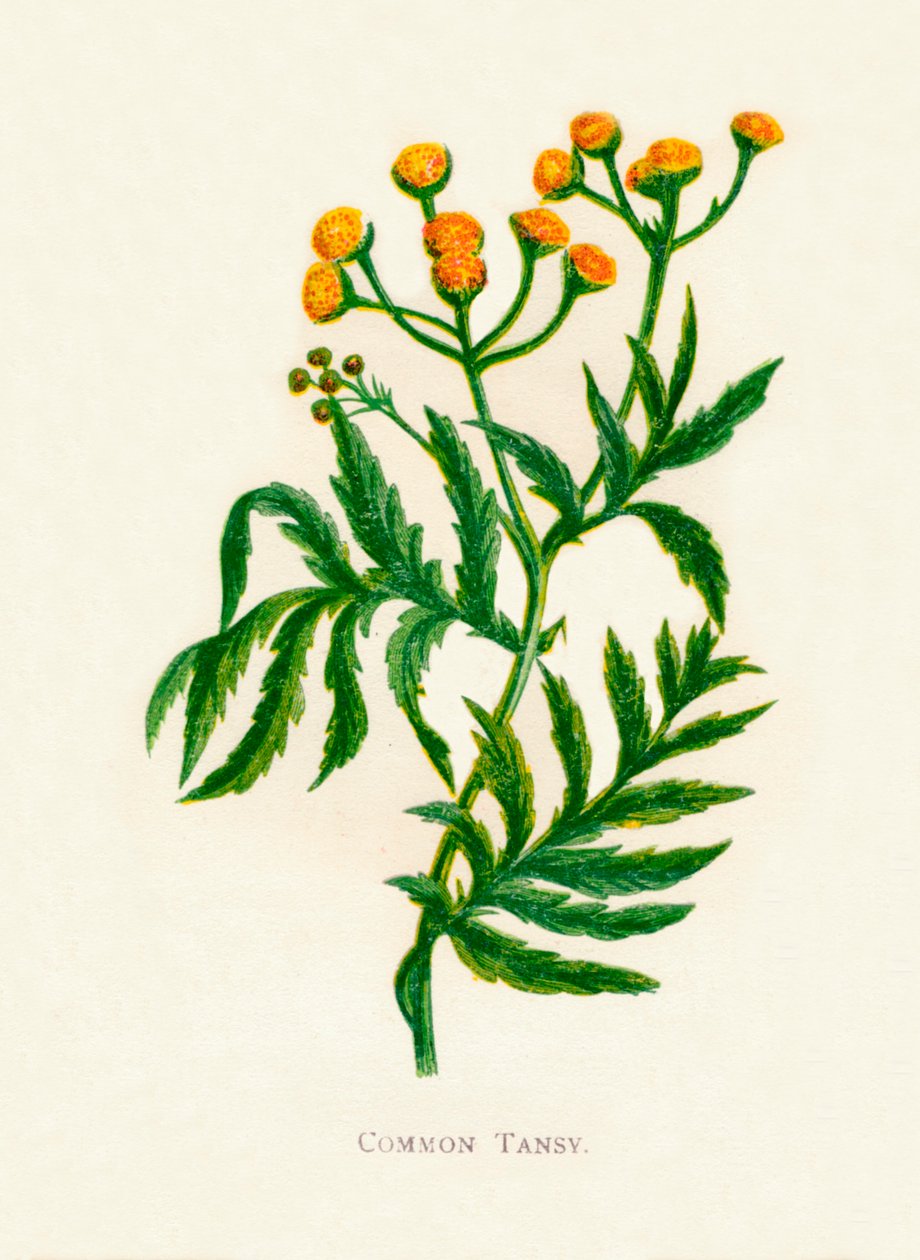 Közönséges Tansy, c1891, 1891 alkotó: Anne Pratt