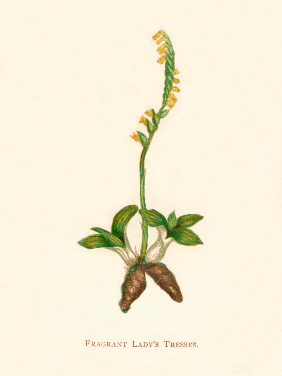 Illatos Ladys Tresses, c1891, 1891 alkotó: Anne Pratt