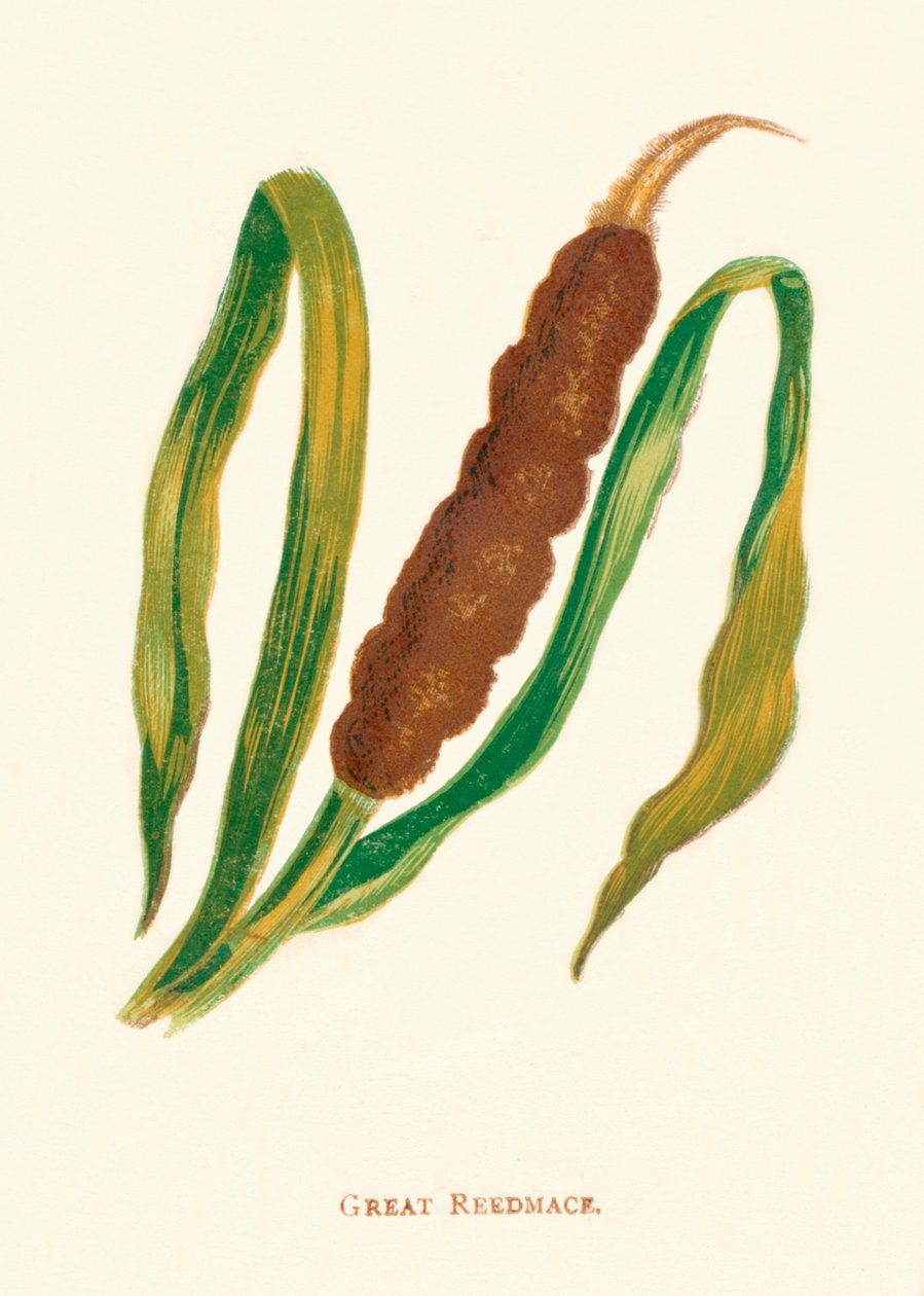 Nagy Reedmace, 1891, 1891 alkotó: Anne Pratt