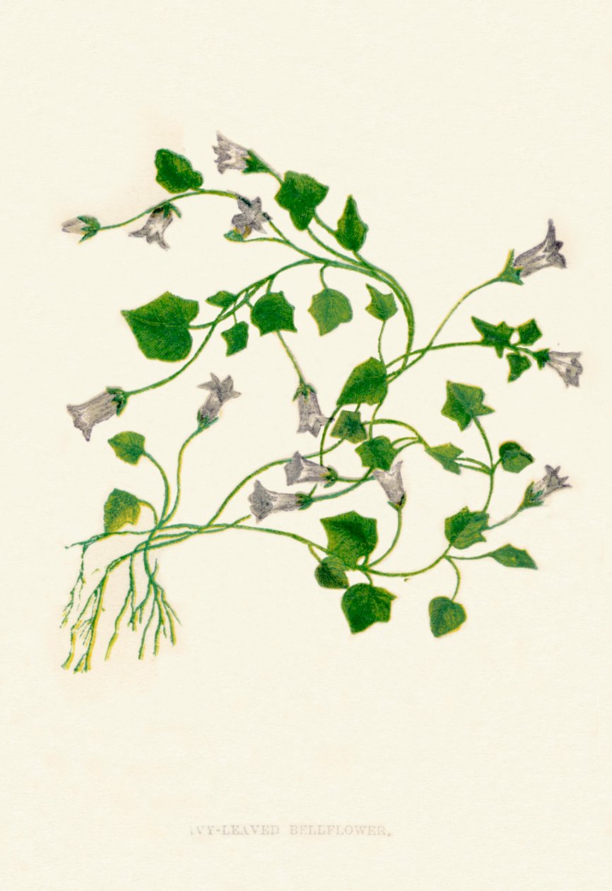 Borostyánlevelű harangvirág, c1891, 1891 alkotó: Anne Pratt
