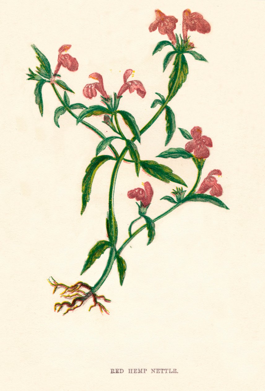 Vörös kendercsalán, c1891, 1891 alkotó: Anne Pratt