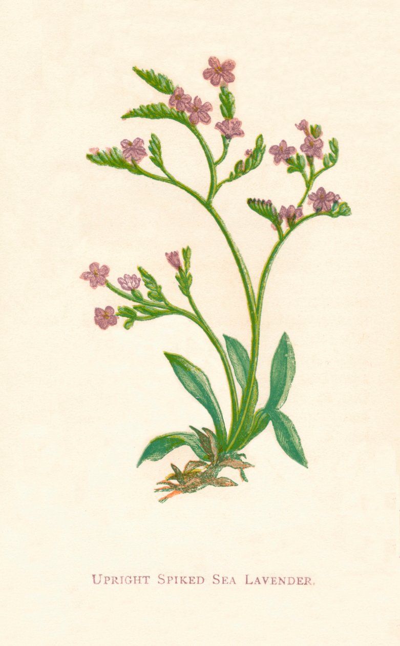 Függőleges tüskés tengeri levendula, c1891, 1891 alkotó: Anne Pratt