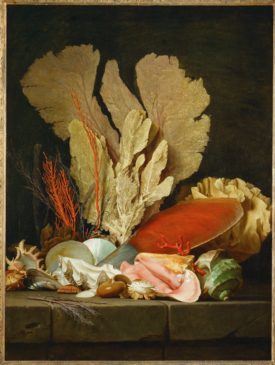 Panaches de mer, lithophytes et coquilles - Csendélet kagylókkal és korallokkal ... alkotó: Anne Vallayer Coster