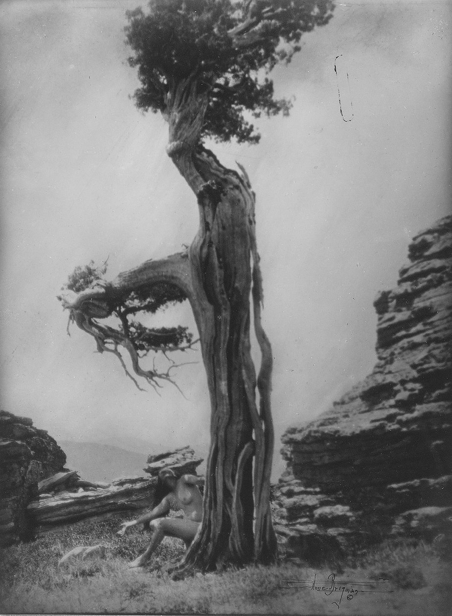Cím nélkül (Akt a cédrus tövében) alkotó: Anne W. Brigman