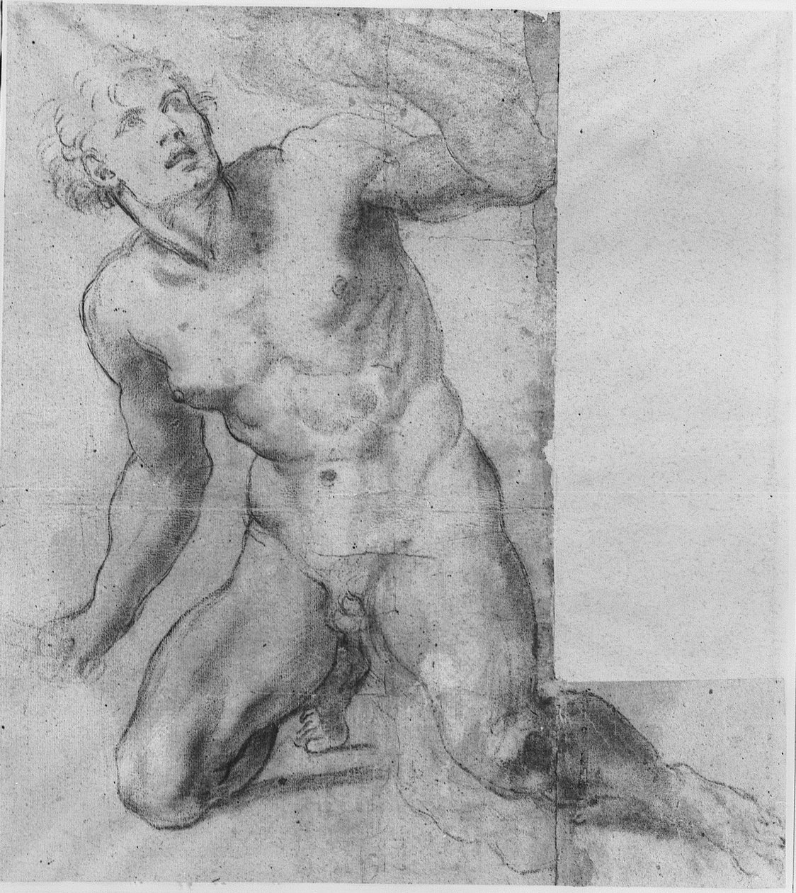 Tanulmány Phineashoz - Farnese Galéria alkotó: Annibale Carracci
