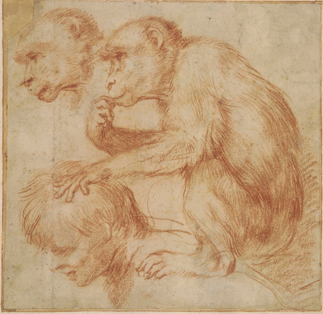 Carracci - Egy majom egy férfi vállán, profilban balra és az arcának tanulmánya, tanulmány egy festményhez Vörös kréta, Ff,2.115 alkotó: Annibale Carracci