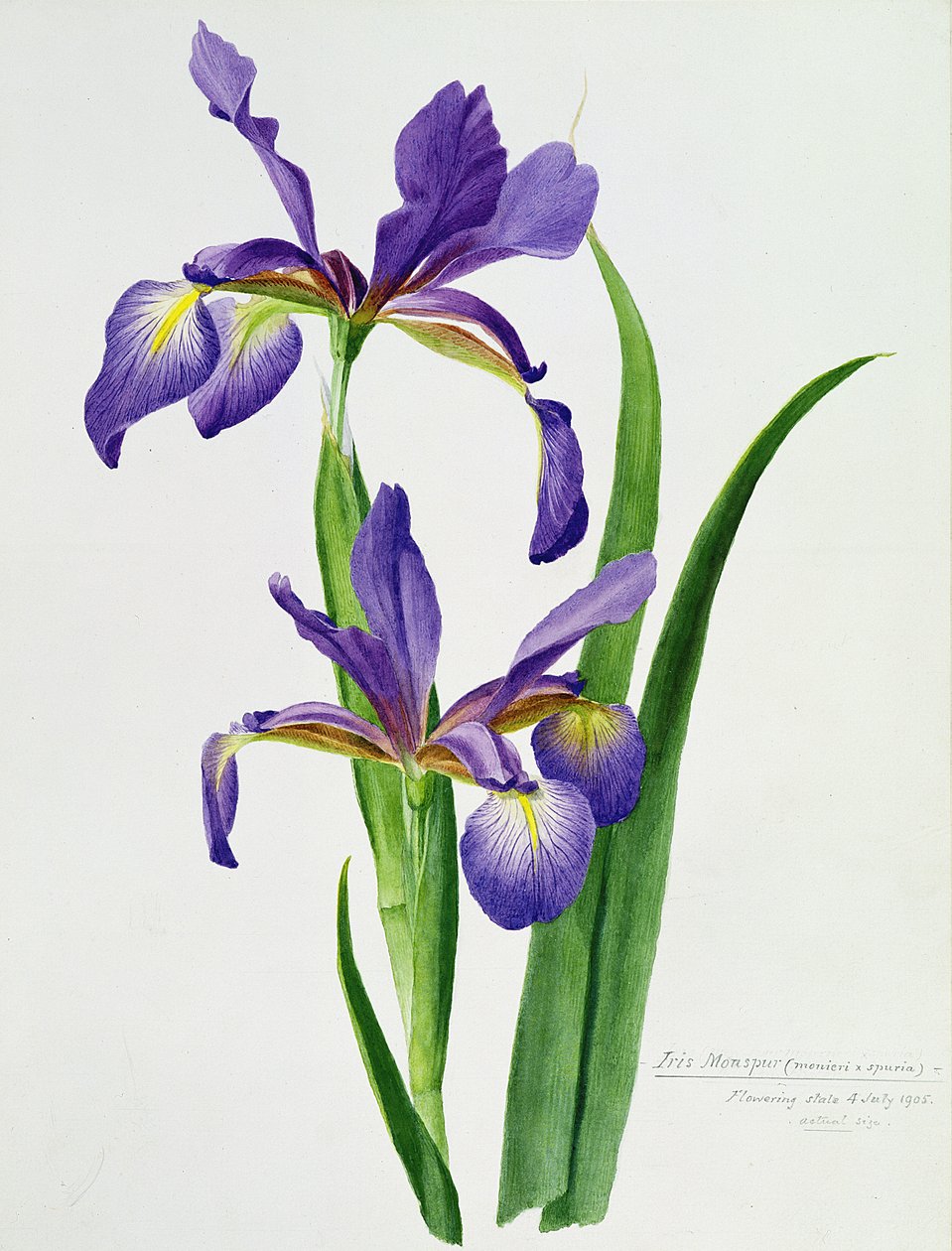 Iris monspur (akvarell) alkotó: Unbekannt Unbekannt