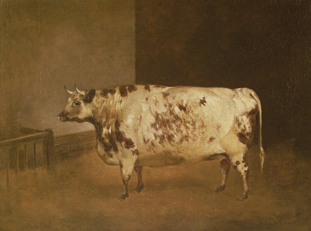 Shorthorn Cow, 1850 körül alkotó: Unbekannt Unbekannt