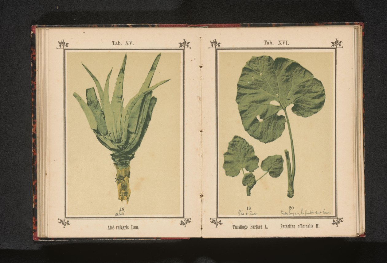 A csikósláb levele és a boglárka levele Tussilago Farfara L. Petasites officinalis M. (cím a tárgyon) alkotó: Anonymous