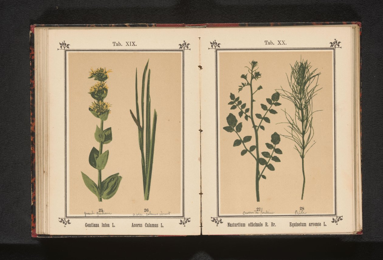 Gele gentiaan en kalmoes Gentiana lutea L. Acorus Calamus L. (cím a tárgyon) alkotó: Anonymous