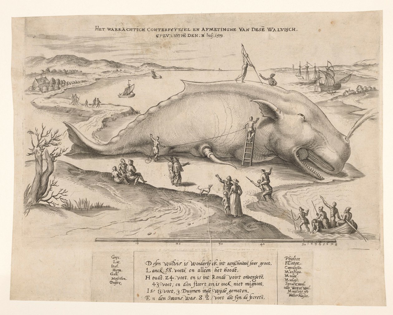 Partra vetett bálna Antwerpen közelében, 1577 A waerachtich conterfeytsel és ennek a bálnának a mérete, ghevanghe[n] den 1577. július 2. (cím a tárgyon) alkotó: Anonymous