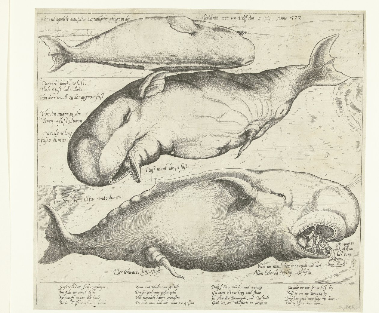 Partra vetett bálna Antwerpen közelében, 1577 True ung eigentliche contrafactur eines wallfisches gefangen in der scheldt nitt weit von Antorff Am július 2. Anno 1577 (cím a tárgyon) alkotó: Anonymous