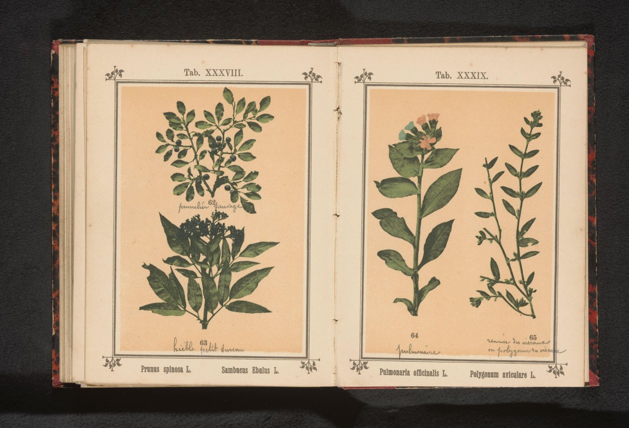 Foltos tüdőfű és közönséges disznófű Pulmonaria officinalis L. Polygonum aviculare L. (cím a tárgyon) alkotó: Anonymous