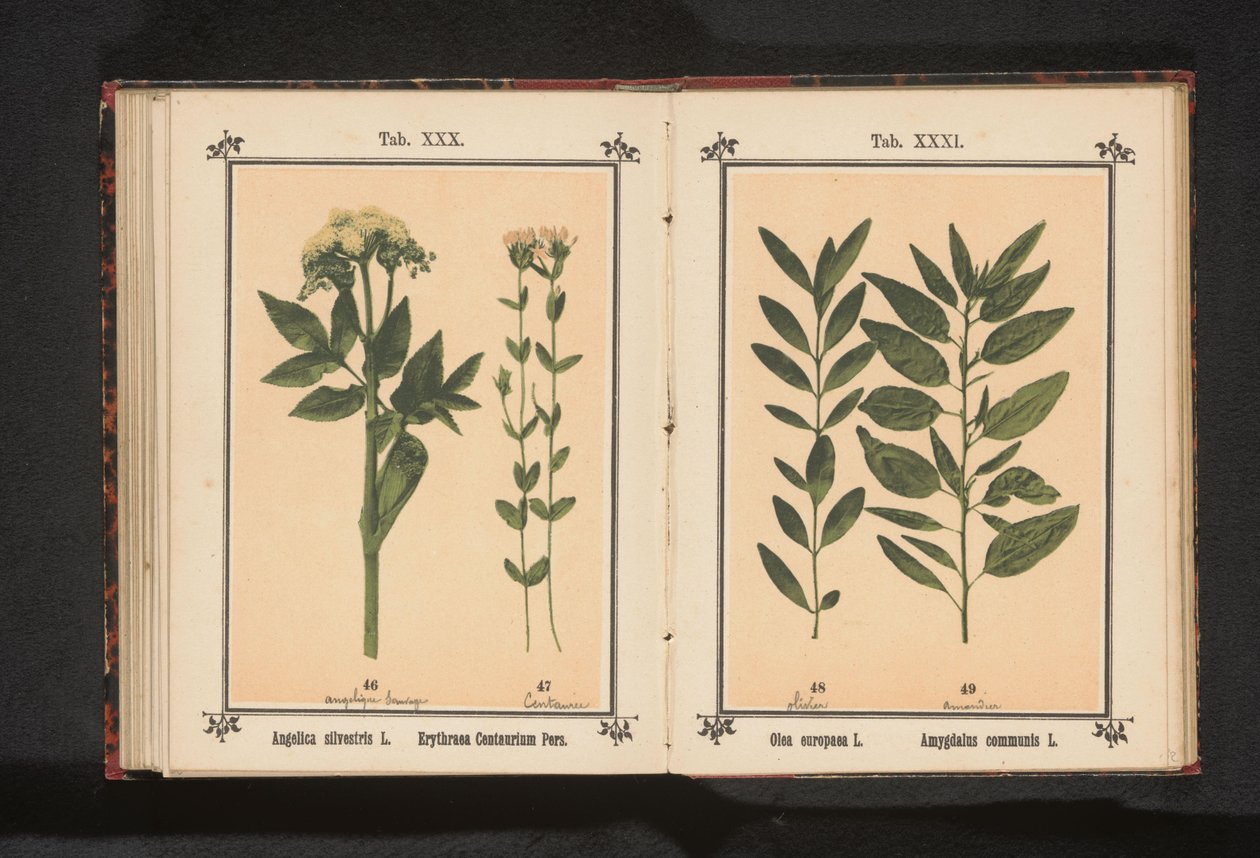 Közönséges angyalka és valódi centaury Angelica silvestris L. Erythraea Centaurium Pers (cím a tárgyon) alkotó: Anonymous