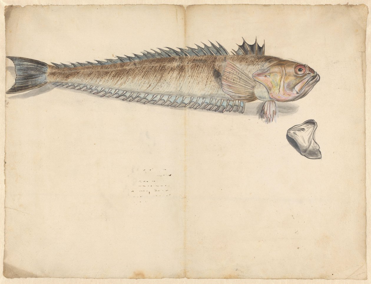 Nagy takács (Trachinus Draco) alkotó: Anonymous