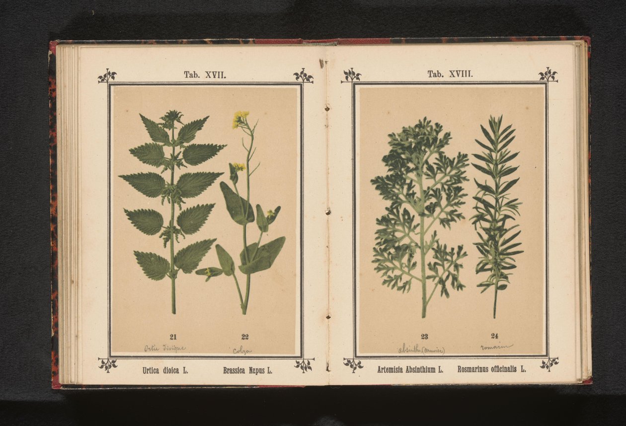Nagy csalán és repce Urtica dioica L. Brassica Napus L. (cím a tárgyon) alkotó: Anonymous