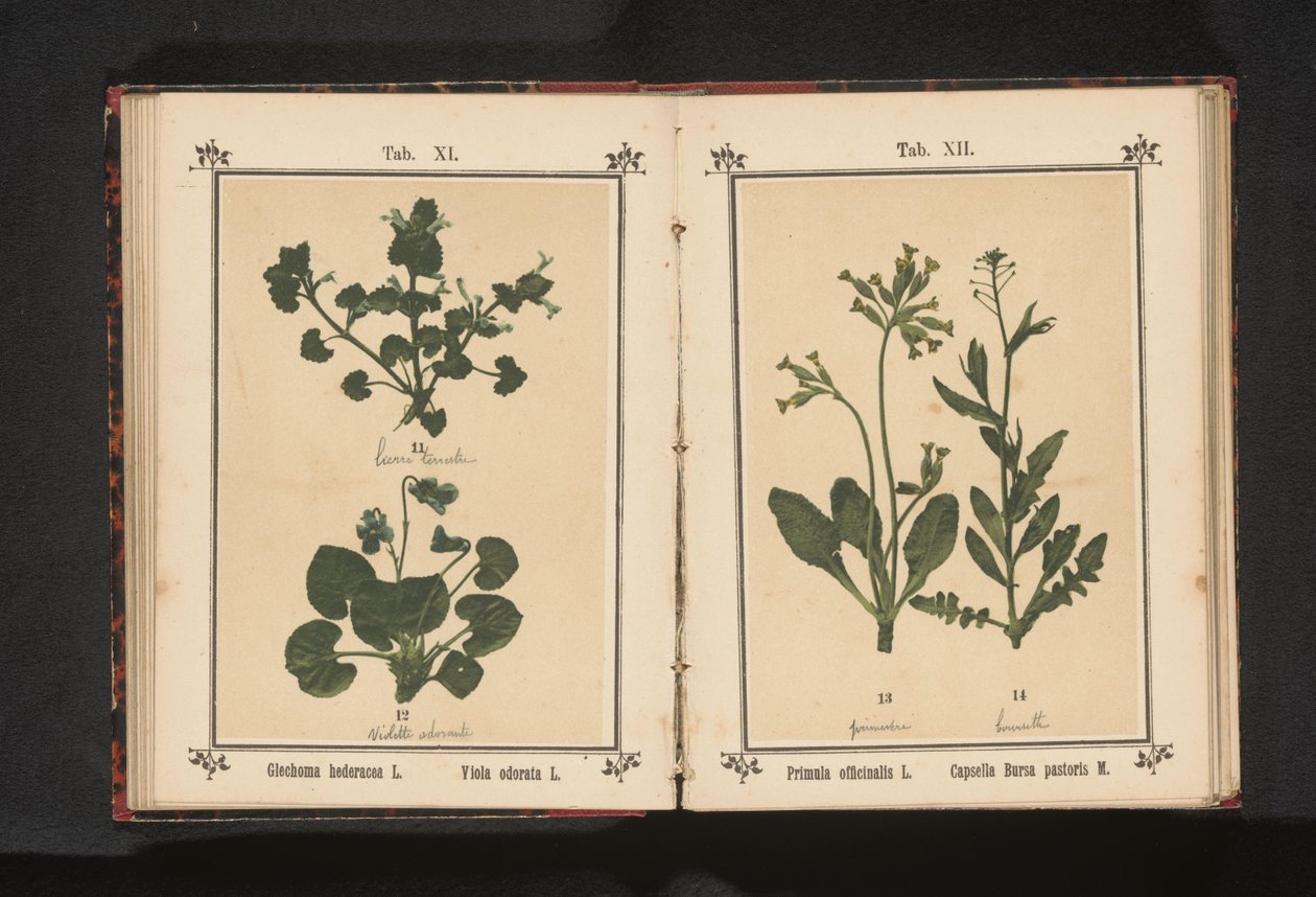 Arany kankalin és egy pásztortáska Primula officinalis L. Capsella Bursa pastoris M. (cím a tárgyon) alkotó: Anonymous