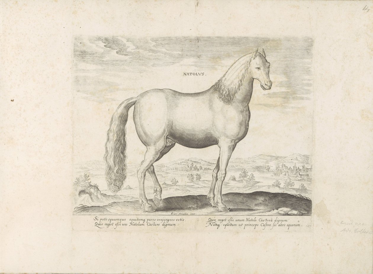 Hengst uit Anatolië Született (cím a tárgyon) Paardenrassen uit de Koninklijke stallen van Don Juan van Oostenrijk (sorozat címe) A ló, amelyben mindenféle nemes: a világ legkülönbözőbb pontjairól megkülönböztetett lovak viselkedése válogatott (...) (soroz alkotó: Anonymous