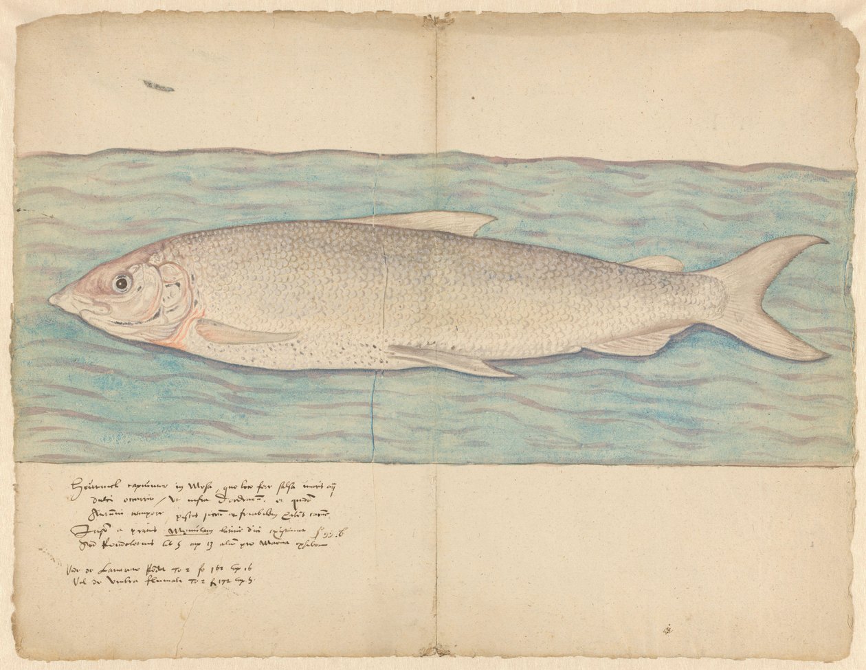 Houting (Coregonus oxyrinchus) alkotó: Anonymous
