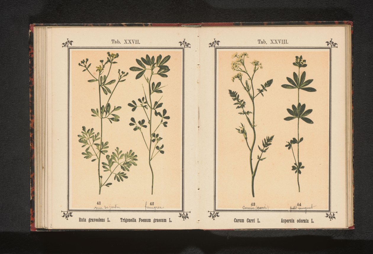 Karwij in lievevrouwebedstro Carum Carvi L. Asperula odorata L. (cím a tárgyon) alkotó: Anonymous
