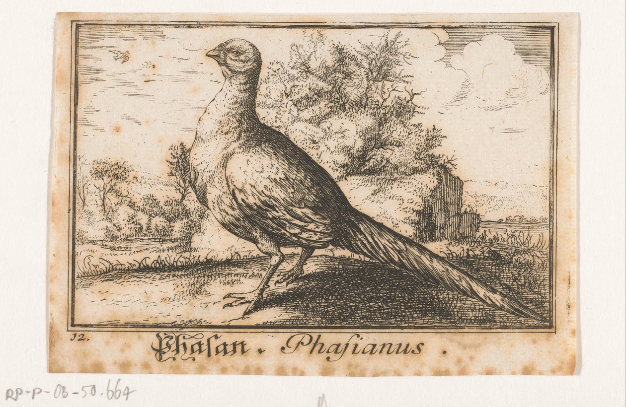 Táj fácánnal Phasan, Phasianus. (cím a tárgyon) alkotó: Anonymous