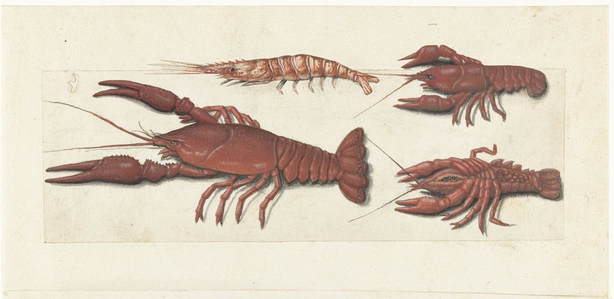 Langoustine, két rák és rák Lombard album (sorozat címe) alkotó: Anonymous