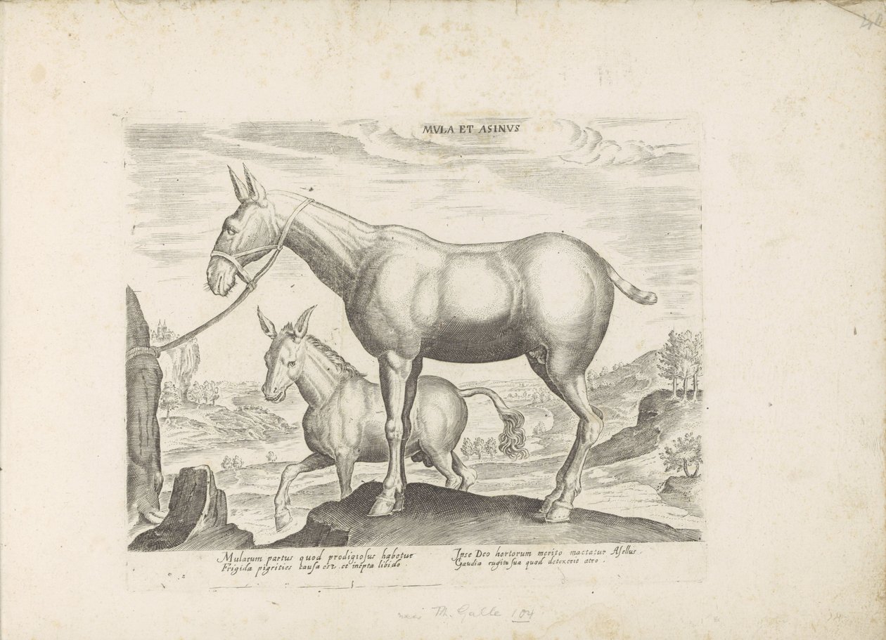 Mulezel en ezel Öszvér és szamár (cím a tárgyon) Paardenrassen uit de Koninklijke stallen van Don Juan van Oostenrijk (sorozat címe) A ló, amelyben mindenféle nemes: a világ legkülönbözőbb pontjairól megkülönböztetett lovak viselkedése válogatott (...) (so alkotó: Anonymous