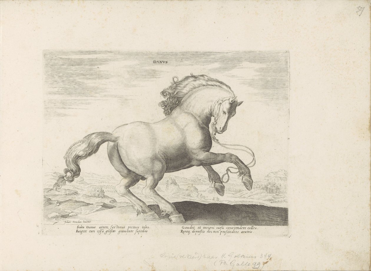 Paard uit Danemarken dán (cím a tárgyon) Paardenrassen uit de Koninklijke stallen van Don Juan van Oostenrijk (sorozat címe) A ló, amelyben mindenféle nemes: a világ legkülönbözőbb pontjairól megkülönböztetett lovak viselkedése válogatott (...) (sorozat cí alkotó: Anonymous