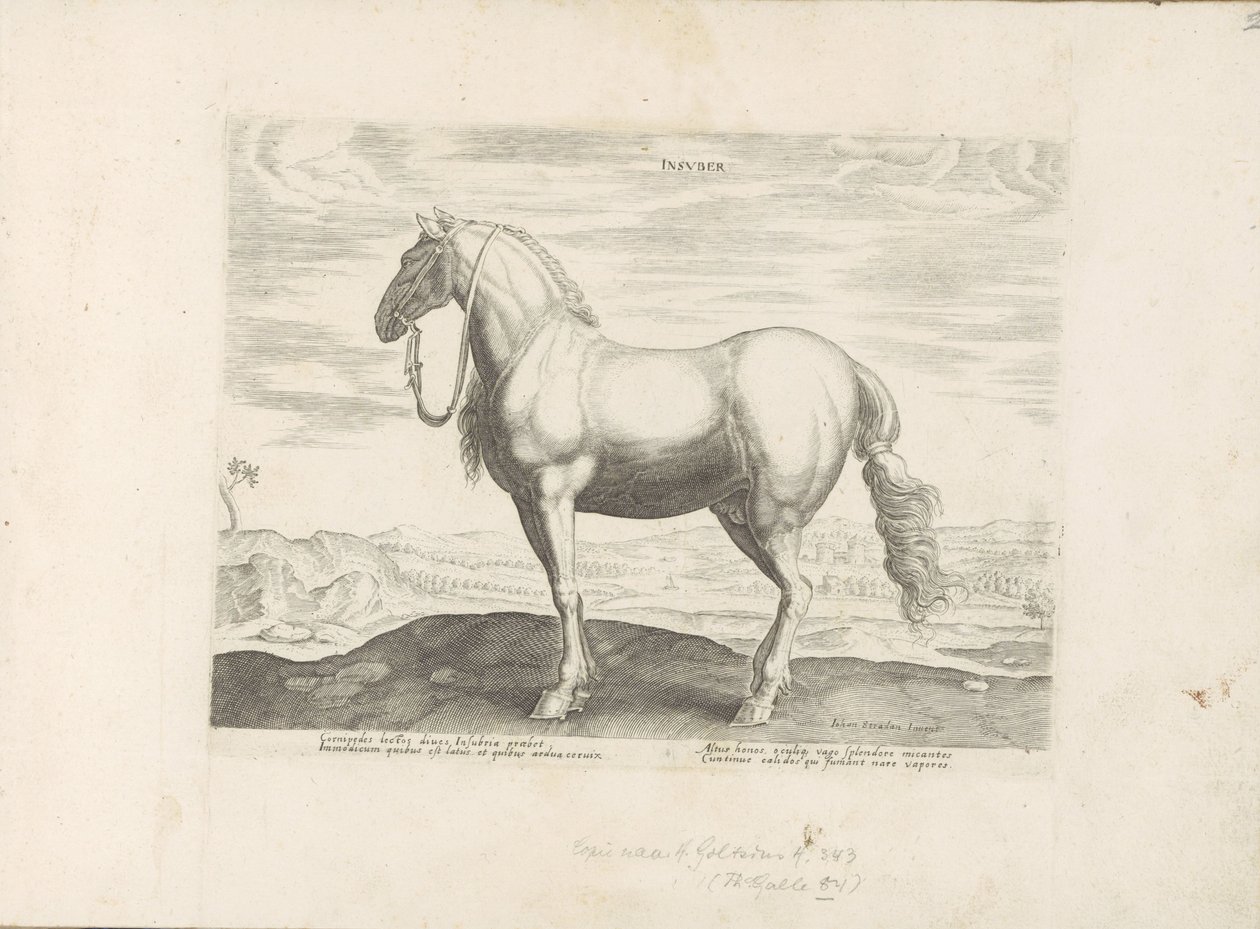 Paard uit Noord-Italië Insuber (cím az objektumon) Paardenrassen uit de Koninklijke stallen van Don Juan van Oostenrijk (sorozat címe) A ló, amelyben mindenféle nemes: a világ legkülönbözőbb pontjairól megkülönböztetett lovak viselkedése válogatott (...) ( alkotó: Anonymous