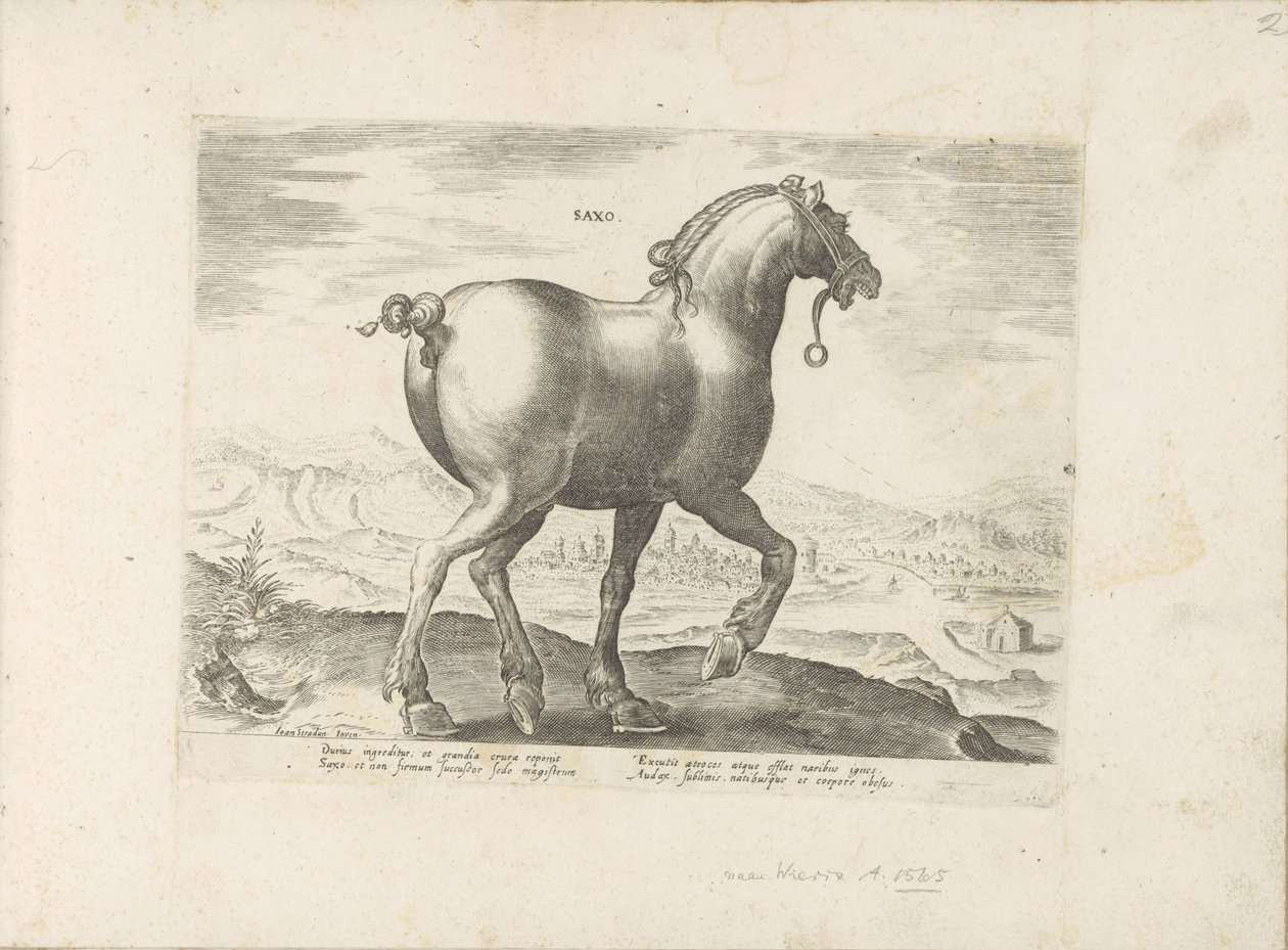 Paard uit Saksen Saxo (cím a tárgyon) Paardenrassen uit de Koninklijke stallen van Don Juan van Oostenrijk (sorozat címe) A ló, amelyben mindenféle nemes: a világ legkülönbözőbb pontjairól megkülönböztetett lovak viselkedése válogatott (...) (sorozat címe  alkotó: Anonymous