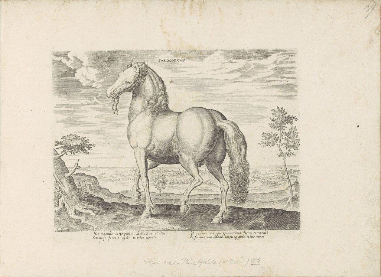 Paard Szardíniából Sardonicus (cím a tárgyon) Paardenrassen uit de Koninklijke stallen van Don Juan van Oostenrijk (sorozat címe) A ló, amelyben mindenféle nemes: a világ legkülönbözőbb pontjairól megkülönböztetett lovak viselkedése válogatott (...) (soroz alkotó: Anonymous