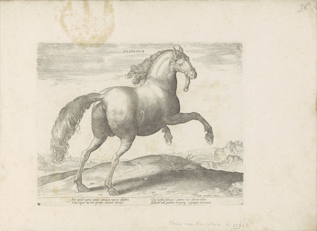 Paard uit Spanje spanyol (cím a tárgyon) Paardenrassen uit de Koninklijke stallen van Don Juan van Oostenrijk (sorozat címe) A ló, amelyben mindenféle nemes: a világ legkülönbözőbb pontjairól megkülönböztetett lovak viselkedése válogatott (...) (sorozat cí alkotó: Anonymous