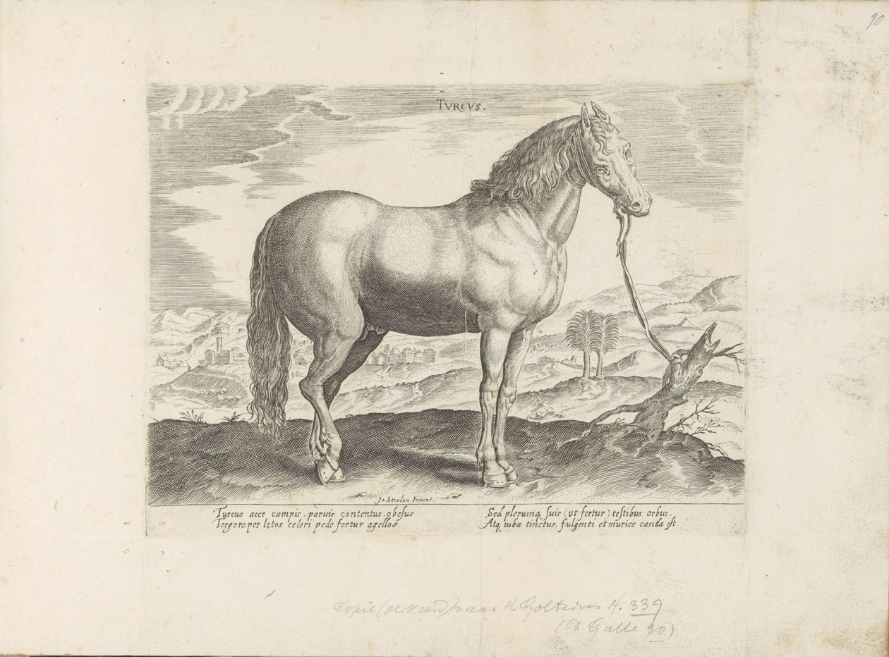 Paard uit Turkije török ​​(cím a tárgyon) Paardenrassen uit de Koninklijke stallen van Don Juan van Oostenrijk (sorozat címe) A ló, amelyben mindenféle nemes: a világ legkülönbözőbb pontjairól megkülönböztetett lovak viselkedése válogatott (...) (sorozat c alkotó: Anonymous