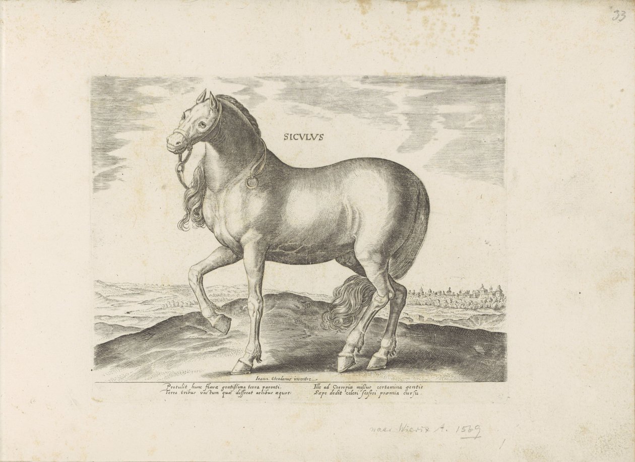 Paard van Sicilie Siculus (cím a tárgyon) Paardenrassen uit de Koninklijke stallen van Don Juan van Oostenrijk (sorozat címe) A ló, amelyben mindenféle nemes: a világ legkülönbözőbb pontjairól megkülönböztetett lovak viselkedése válogatott (...) (sorozat c alkotó: Anonymous