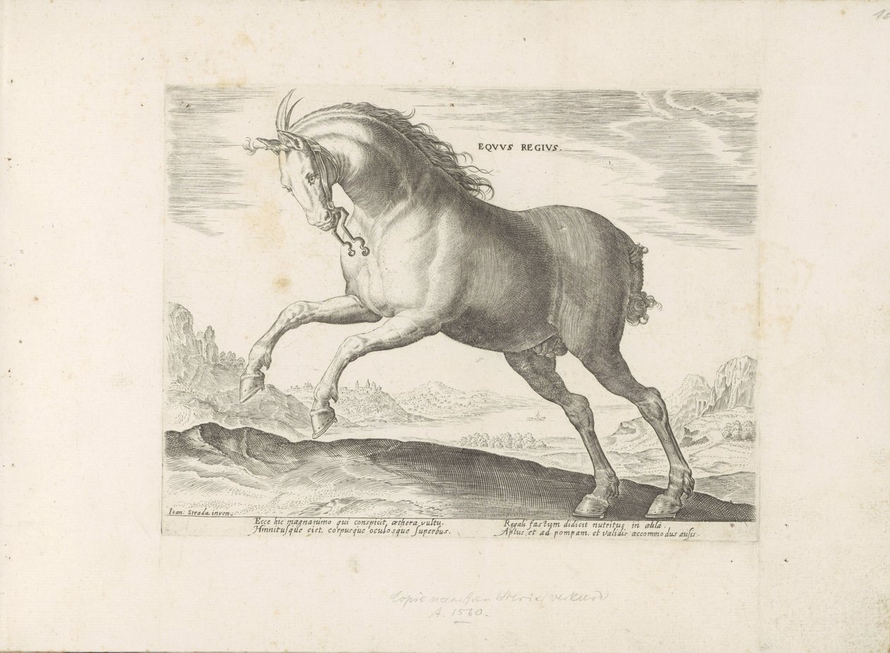 Paard van het ras Royal Horse (de Koninklijke) A királyi ló (cím a tárgyon) Paardenrassen uit de Koninklijke stallen van Don Juan van Oostenrijk (sorozat címe) Egy ló, amelyben mindenféle nemes: kitűnik a világ különböző részeiről származó lovak modora. alkotó: Anonymous