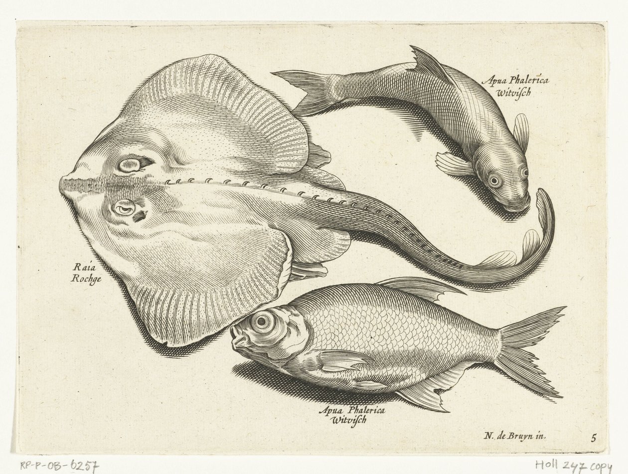 Ray, keszeg és fehérhal Libelivs miscellaneous Genera piscium complectens (sorozat címe) Édesvízi halak, tengeri halak, békák, rákfélék és tengeri élőlények (sorozat címe) alkotó: Anonymous