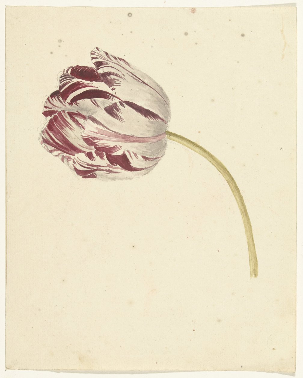 Piros-fehér tulipán alkotó: Anonymous