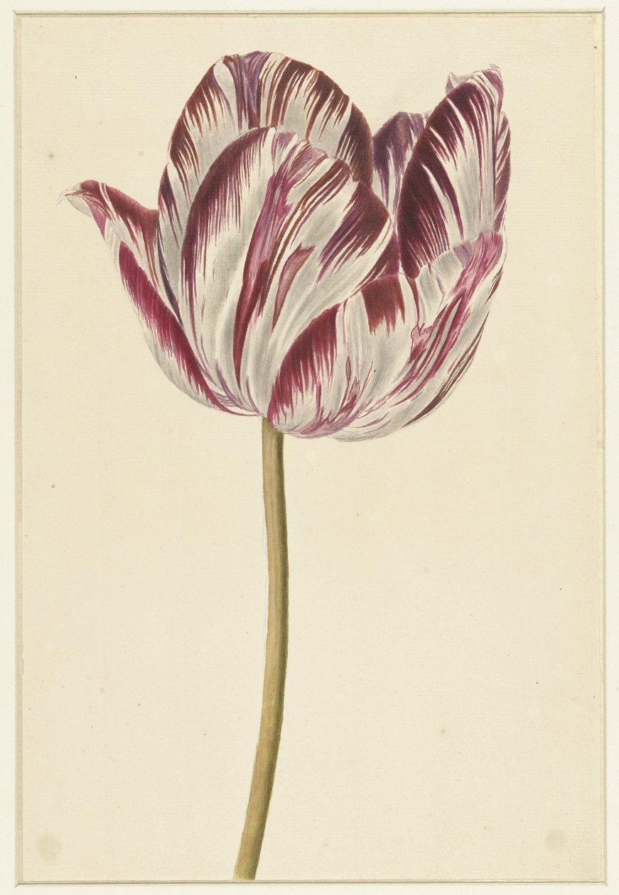 Piros-fehér tulipán alkotó: Anonymous