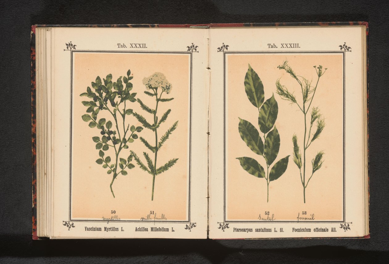 Vörös szantálfa és édeskömény gyógynövény Pterocarpus santalinus L. fil. Foeniculum officinale Al.. (cím a tárgyon) alkotó: Anonymous