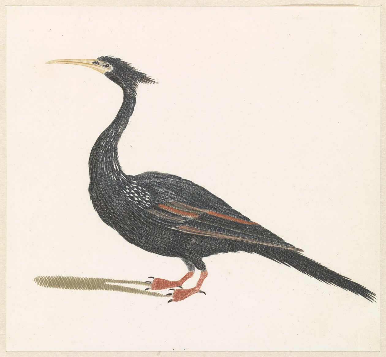 Slangenhalsvogel alkotó: Anonymous